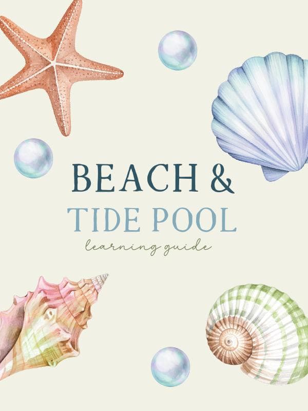 Beach & Tide Pool Toddler Learning Guide | Ocean Activities for Ages 2-5 | Preschool Unit Study Printable PDF