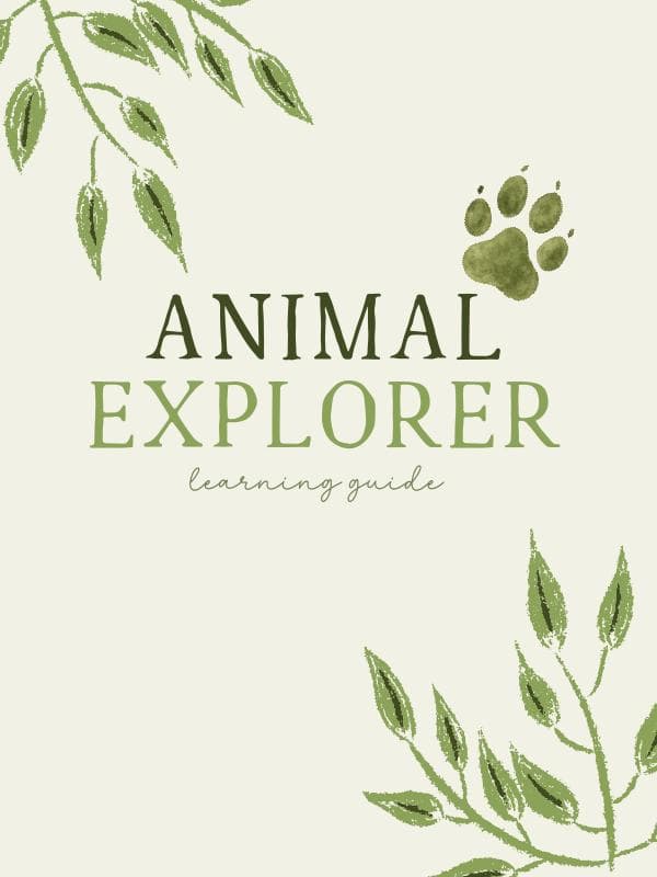 Animal Explorer